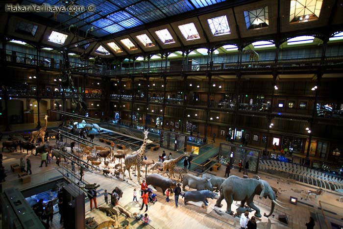Muzeul Naţional de Istorie Naturală din Paris readuce la viață specii dispărute prin realitatea augmentată