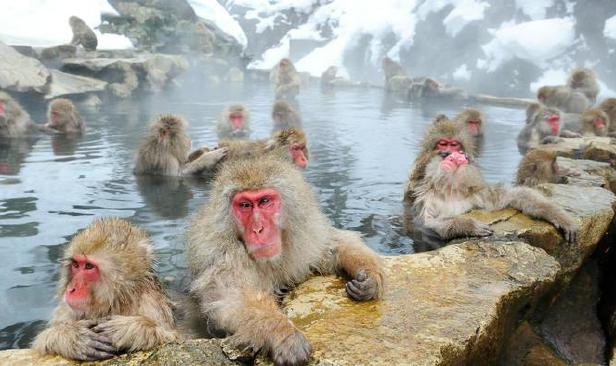 Zeci de maimuţe AU EVADAT dintr-o grădină zoologică din Japonia