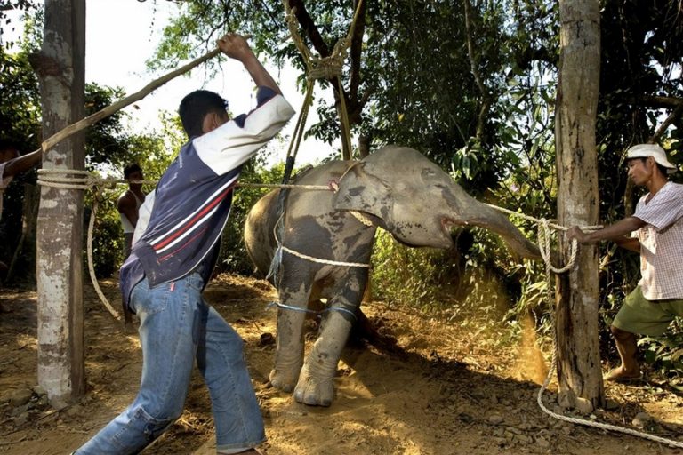 Au apărut imagini cu dresajul nemilos al elefanţilor din Thailanda – VIDEO