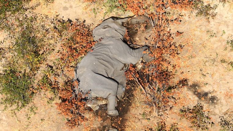 Autorităţile din Zimbabwe, ‘nedumerite’ de moartea a 12 elefanţi