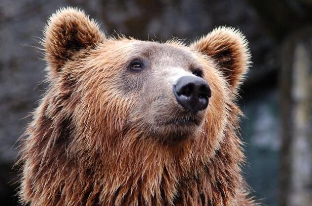 Se înmulţesc atacurile urşilor în Slovacia