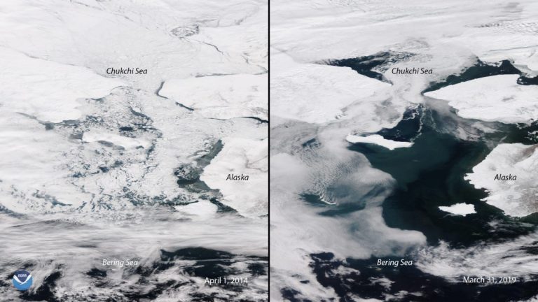 Banchiza din Marea Bering se micșorează văzând cu ochii