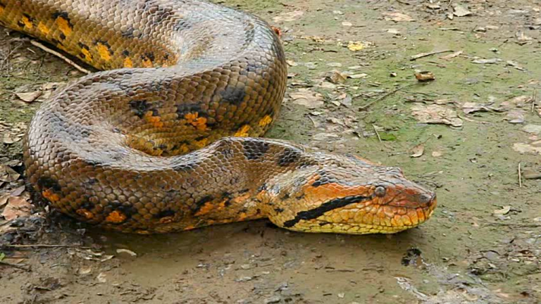 Un anaconda uriaș A SCĂPAT într-un lac din Germania