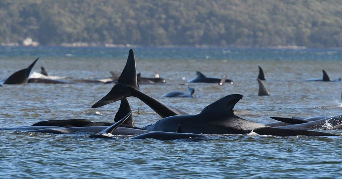 140 de balene pilot au eșuat în Australia de Vest