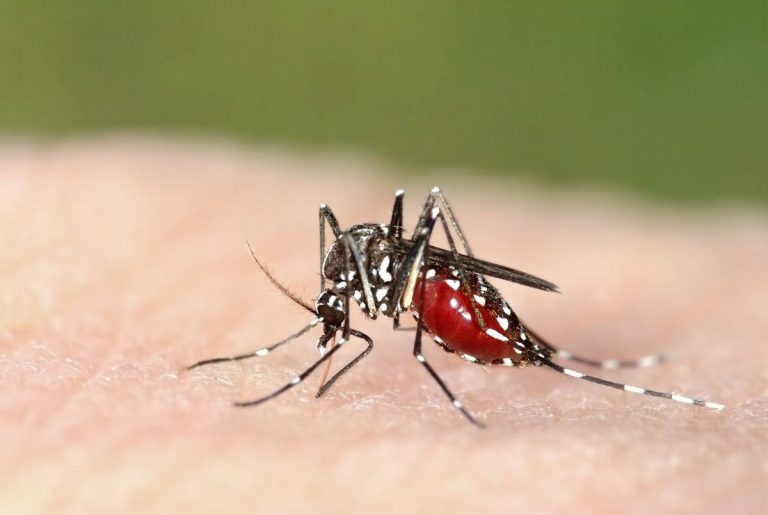 ANSP a înregistrat trei cazuri de malarie