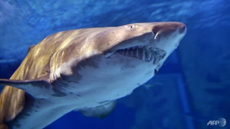 Un rus a fost DEVORAT de un rechin în Marea Roşie