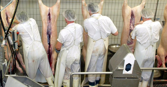 Sectorul european al cărnii de porc este la cură din cauza standardelor ridicate care majorează costurile