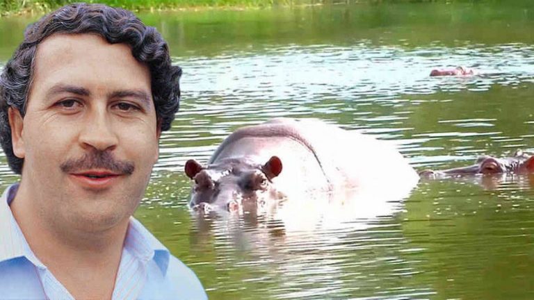 Hipopotamul lui Pablo Escobar, lovit mortal pe o autostradă din Columbia
