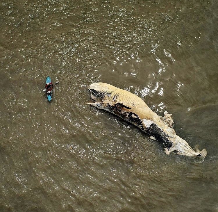 O balenă uriaşă a fost găsită moartă pe plaja din Bali