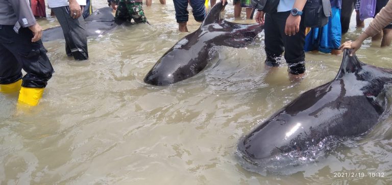 Zeci de balene au murit după ce au eşuat pe o insulă indoneziană