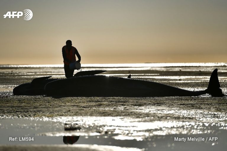 Zeci de balene-pilot au eșuat în Noua Zeelandă