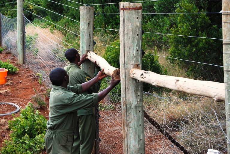 Kenya își protejează pădurile cu garduri electrice