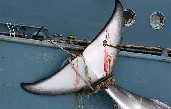 Australia critică decizia Japoniei de a relua vânătoarea de balene în scopuri comerciale