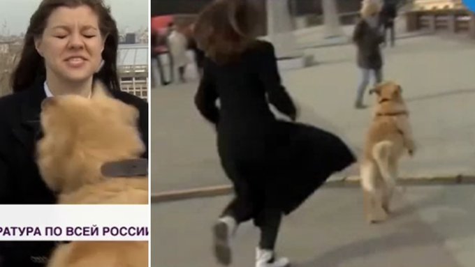 Un câine i-a FURAT microfonul unei reporterițe LIVE – VIDEO