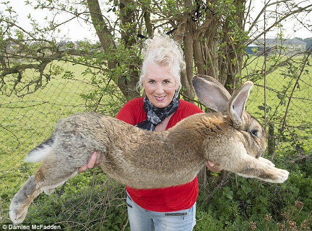 Poliţia britanică se confruntă cu caz bizar! Un fost model Playboy reclamă furtul celui mai mare iepure din lume