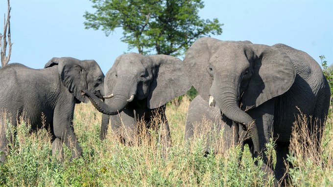 Seceta a omorât peste 200 de elefanţi în Kenya