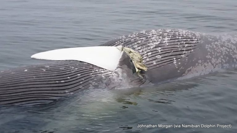 Cadavrul unei rare balene albastre a fost găsit pe malurile Namibiei