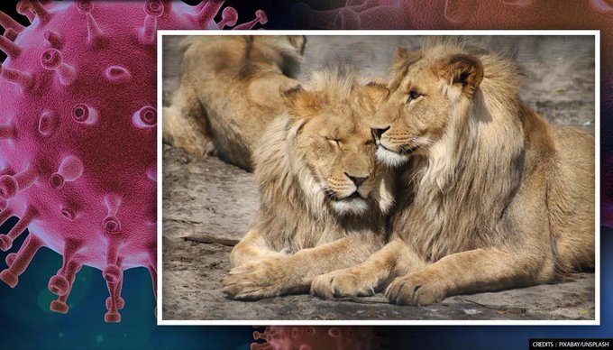 Opt lei INFECTAŢI cu covid într-o grădină zoologică din India