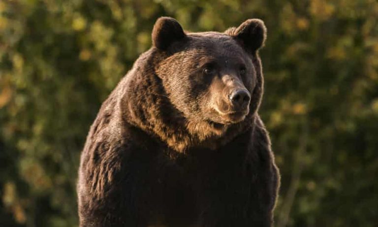 Situaţia urşilor din România a ajuns subiect de dezbatere în toată Europa