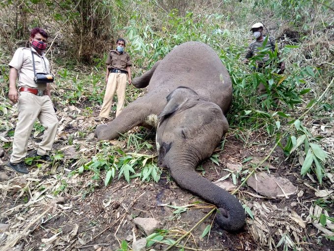 18 elefanți au fost găsiți morți în jungla indiană