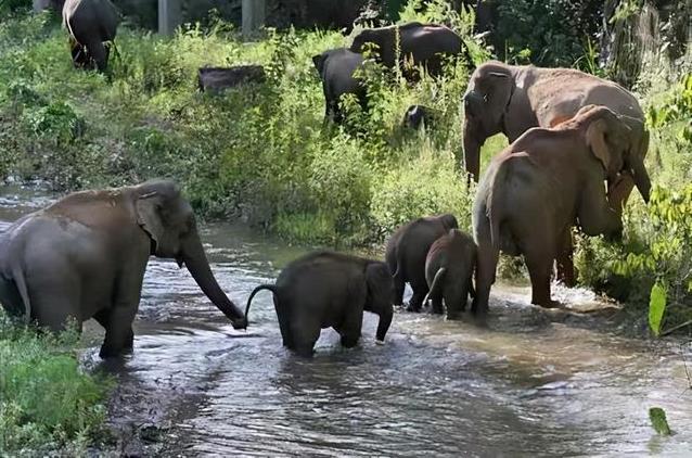 11 braconieri fac ani grei de închisoare în Indonezia pentru uciderea mai multor elefanţi