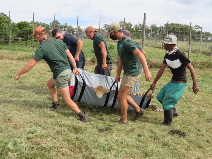 Un angajat al unui parc tematic din Africa de Sud a fost UCIS de un tigru siberian