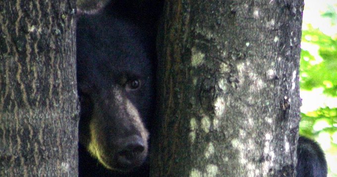 Un pui de urs dezorientat, intoxicat cu ‘miere halucinogenă’, a fost salvat în Turcia – VIDEO