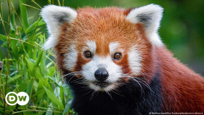 Un panda roşu A EVADAT de la Grădina Zoologică din Duisburg