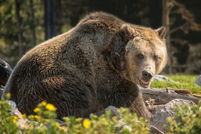 Un urs grizzly FILMAT când fura prada unor lupi