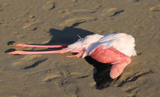 Mii de pui de flamingo au fost găsiţi morţi într-un lac din Turcia