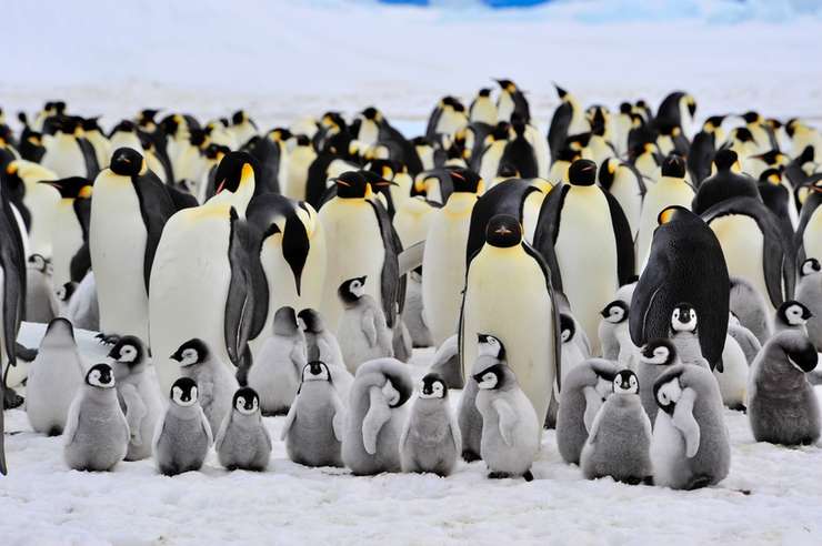 Pinguinii din Antarctica au ajuns să mănănce microparticule de plastic