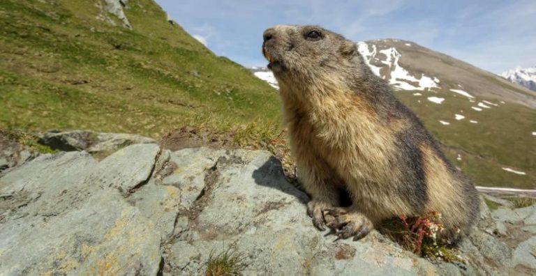 Mongolia INTERZICE vânătoarea de marmote