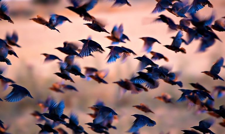 Un nou studiu sugerează că păsările şi-au început evoluţia cu mult înainte de dispariţia dinozaurilor
