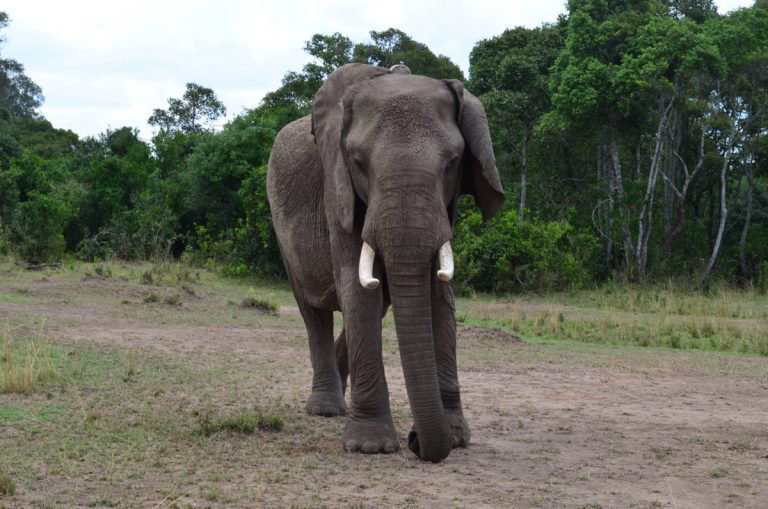 Trump suspendă importul de trofee de elefant, după ce decizia de ridicare a interdicţiei a stârnit revolta activiştilor de mediu