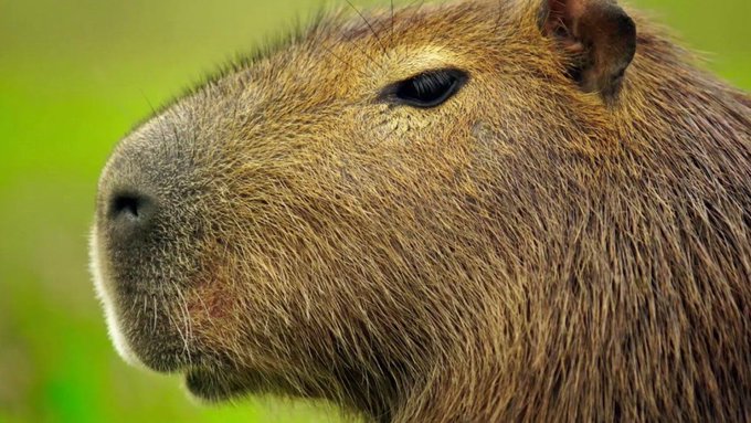 Un cartier de lux din Buenos Aires a fost invadat de sute de capibara (VIDEO)