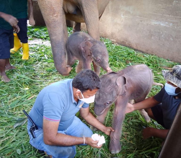 Elefanţi GEMENI născuţi în Sri Lanka, prima dată în ultimii 80 de ani (FOTO)