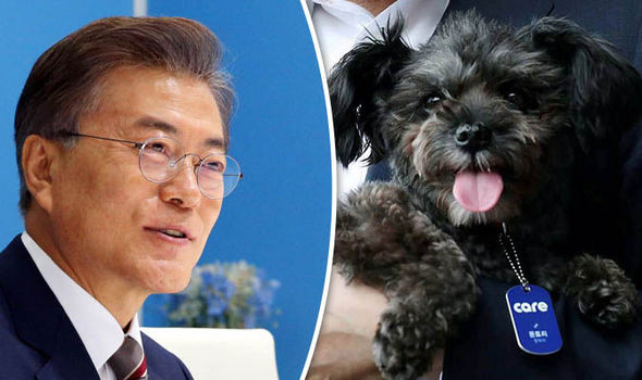 Moon Jae-in ar vrea să INTERZICĂ carnea de câine în Coreea de Sud