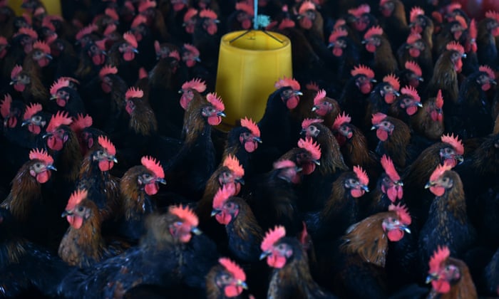 Găinile din China sunt ‘LEŞINATE’ de căldură şi fac ouă mai puţine