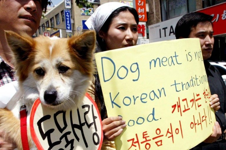 Coreea de Sud se pregăteşte să interzică consumul de carne de câine