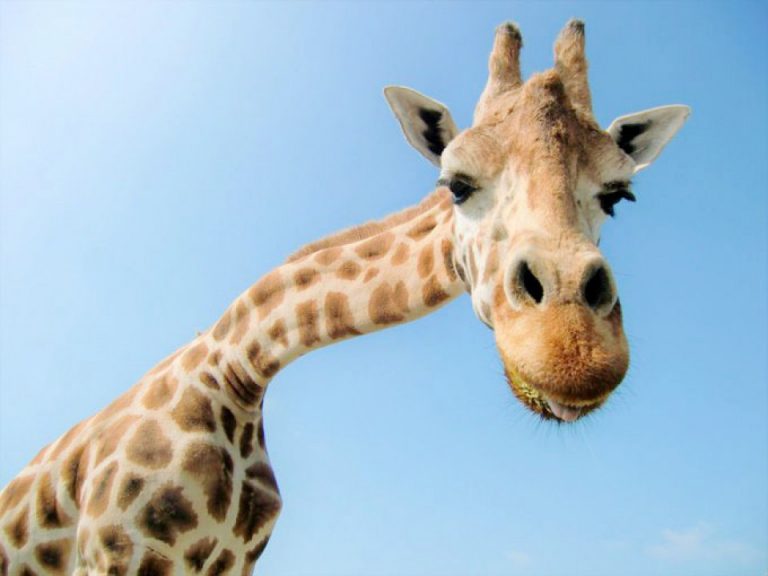 Cea mai bătrână girafă din Japonia a murit la 32 de ani