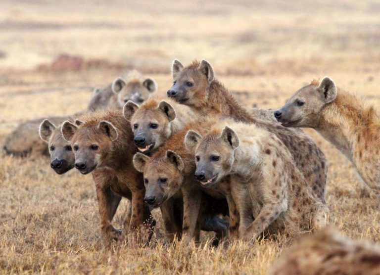 Doi oameni au fost DEVORAŢI de hiene în Kenya