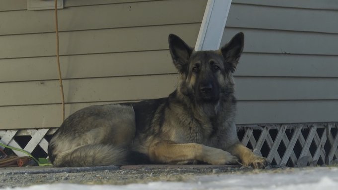Tinsley, câinele care şi-a salvat stăpânul şi aminteşte de celebrul ‘Lassie’