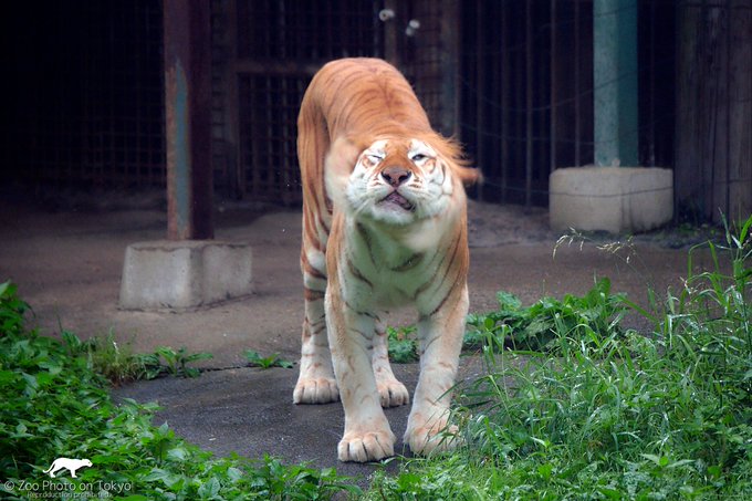 Un tigru a atacat trei îngrijitori ai unui parc safari din Japonia