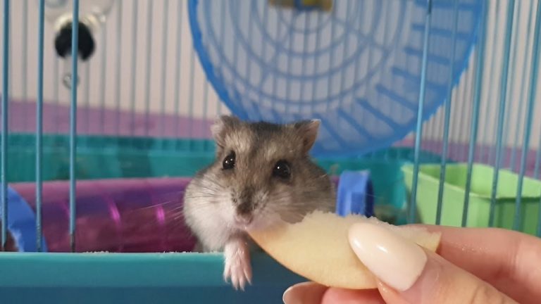 Focar de Covid într-un pet shop din Hong Kong! 2.000 de hamsteri au fost sacrificaţi