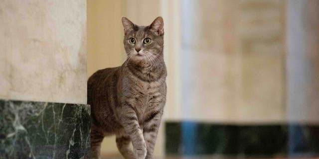 Federaţia Internaţională a Felinelor impune restricţii crescătorilor de pisici din Rusia
