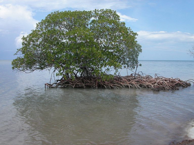 Gunoaiele, duşmanul care ucide mangrovele Ecuadorului