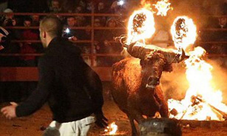 Activişti pentru drepturile animalelor cer interzicerea unui festivalul cu tauri după moartea unui animal