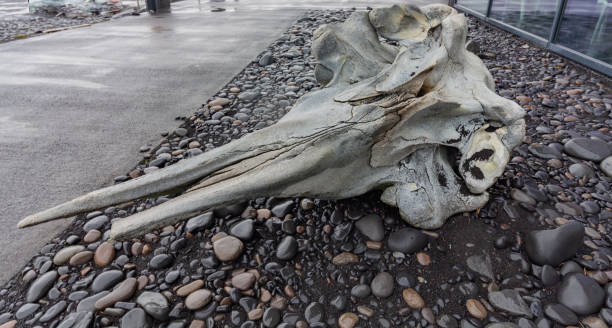 Un craniu de balenă vechi de circa 12 milioane de ani, descoperit în statul american Maryland