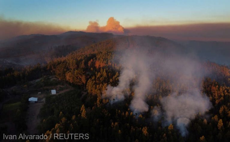 Incendiile forestiere din Chile au distrus sute de locuinţe şi periclitează cea mai mică specie de cerb din lume