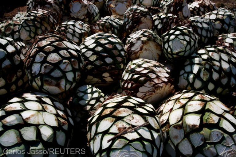 Apetitul de tequila al Europei agravează o criză de agave